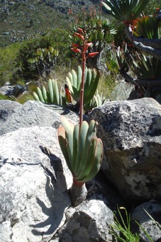 Kumara plicatilis, a close family